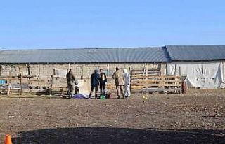 Ağrı’da silahlı saldırı: 3 kişi kafasından...