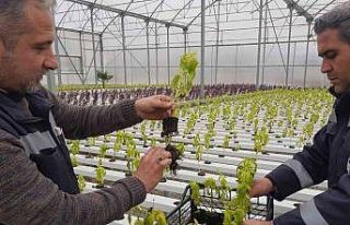 Akuaponik ve hidroponik seralarda üretilen fesleğenler...