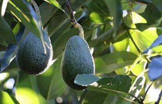 Alanya 2023 ’de avokadoda 90 milyon üretim, 30...