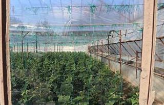 Alanya’nın bereketli topraklarında 12 ay boyunca...