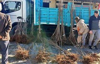 Altıparmak Kirazı yaygınlaşıyor