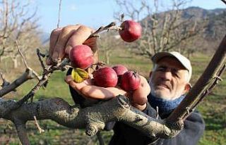 Amasya’da ’yalancı bahar’ şaşkına çevirdi,...