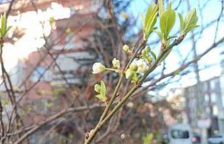 Ankara’da ocak ayında erik ağacı çiçek açtı