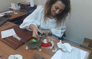 Annelerine araba çarpan 5 yavru kedinin bakımı...