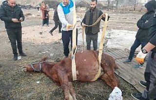 Araç çarpan atı yaşatmak için zamanla yarıştılar