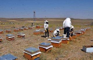 Arıcılar kara kışın ortasında arılara bakım...