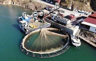 Artvin’de kafes balığı tesislerine yenileri ekleniyor:...