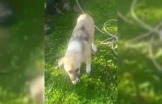 Asi Nehri kenarında mahsur kalan köpek kurtarıldı