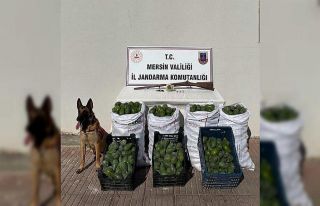 Avokado hırsızları jandarmadan kaçamadı