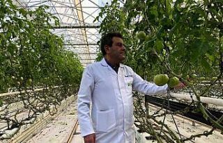 Avrupa bu domateslerden almak için sıra bekliyor
