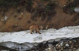 Ayılar bu kış uykusuz kaldı