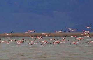 Bafa Gölü’nün balerinleri, görsel şölen oluşturdu