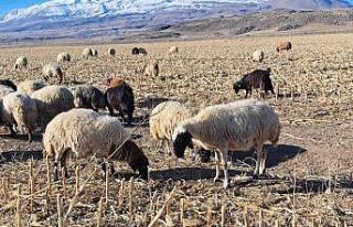 Bahar havası çiftçilere yaradı