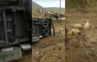 Batman’da koyun taşıyan tır devrildi, onlarca...