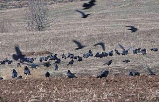 Bayburt çiftçisi açıkta kalan tarladaki buğday...