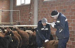 Bayburt’ta devlet desteğiyle koyun varlığı artıyor