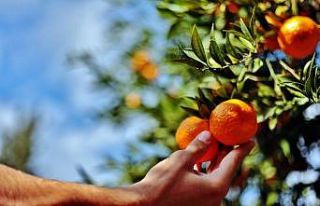 Belediye, elde kalan mandalinaları satın alacak