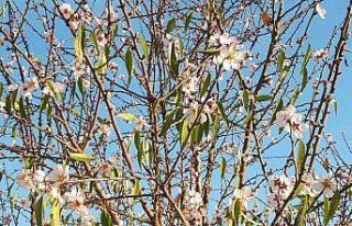 Bilecik’e kar düşmeden bademler çiçek açtı