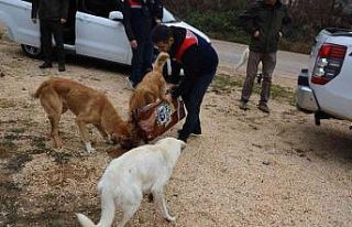 Bilecik’te sokak hayvanları unutulmadı
