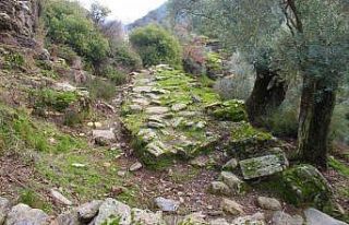 Bilinçsizce açılan zeytin yolları, Aydın tarihinin...