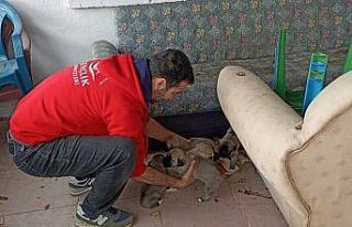 Bingöl’de bakıma ihtiyacı olan anne köpek ve...