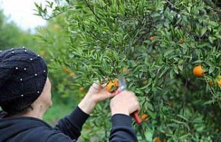 Bodrum Belediyesi, mandalina alımına devam ediyor