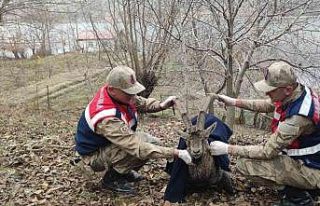 Boğulmak üzere olan dağ keçisi jandarma tarafından...