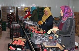 Bozova üretilen narlar Avrupa’ya ihraç ediliyor