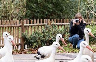 Bu leyleği fotoğraflamak için 2 bin kilometre yol...