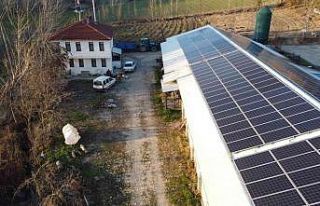 Bu tavuklar güneş enerjisi ile ısınıyor