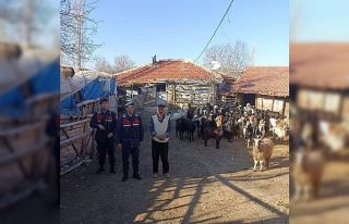 Burdur’da kaybolan 70 küçükbaş hayvan, jandarma...