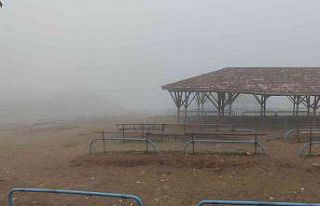 Canlı hayvan pazarına sis ve soğuk hava engeli