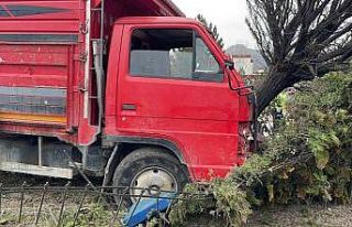 Canlı hayvan taşıyan kamyonet ağaca çarptı,...