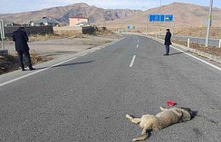 Çarptığı köpeği bırakıp yoluna devam etti
