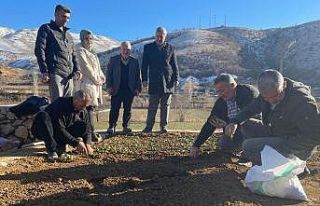 Çelikhan’da ‘salep’ deneniyor