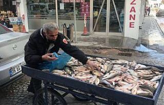 Çoruh Balığı tezgahta yerini aldı