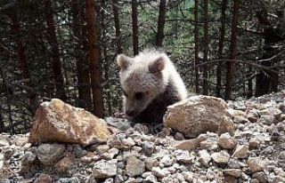 Dağın eteklerinde çoban köpekleri ayıyı kovaladı