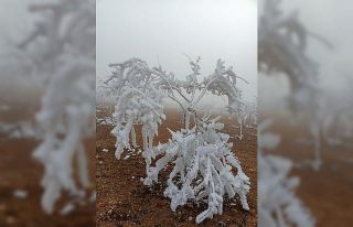 Darende’de kar beklenirken ağaçlar kırağı tuttu