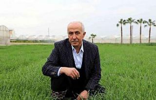 Deneme amaçlı ekilen atalık karakılçık buğdayı...