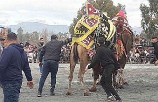 Didim’de deve güreşlerine yoğun ilgi