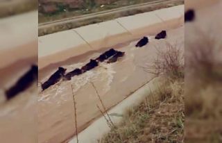 Diyarbakır’da domuzlar su kanalında görüntülendi