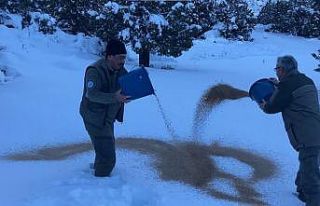 Doğada yaşayan hayvanlar unutulmadı, yoğun kar...