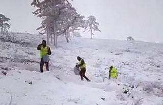 Domaniç’te kozalaklardan çıkarılan sedir tohumları...