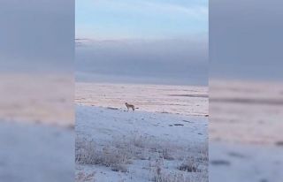 Dondurucu soğuk sebebiyle aç kalan kurt, Ardahan...