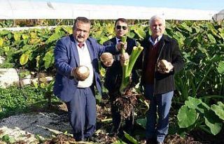 Dönümde 100 bin liraya kadar gelir sağlıyor, üreticiliği...