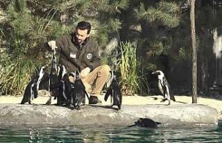 Dünya Penguen Günü’nde sardalya sürprizi