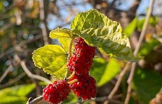 Dut ağacı kış mevsiminde meyve verdi