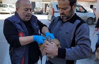 Efeler’de 3 bin evcil hayvan çiplendi