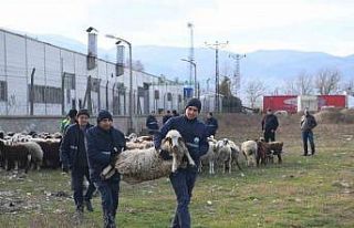 Ekili arazilere zarar veren koyunlara zabıta müdahale...
