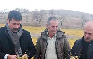 Elazığ’da hububat ve meyve ağaçlarında fenolojik...